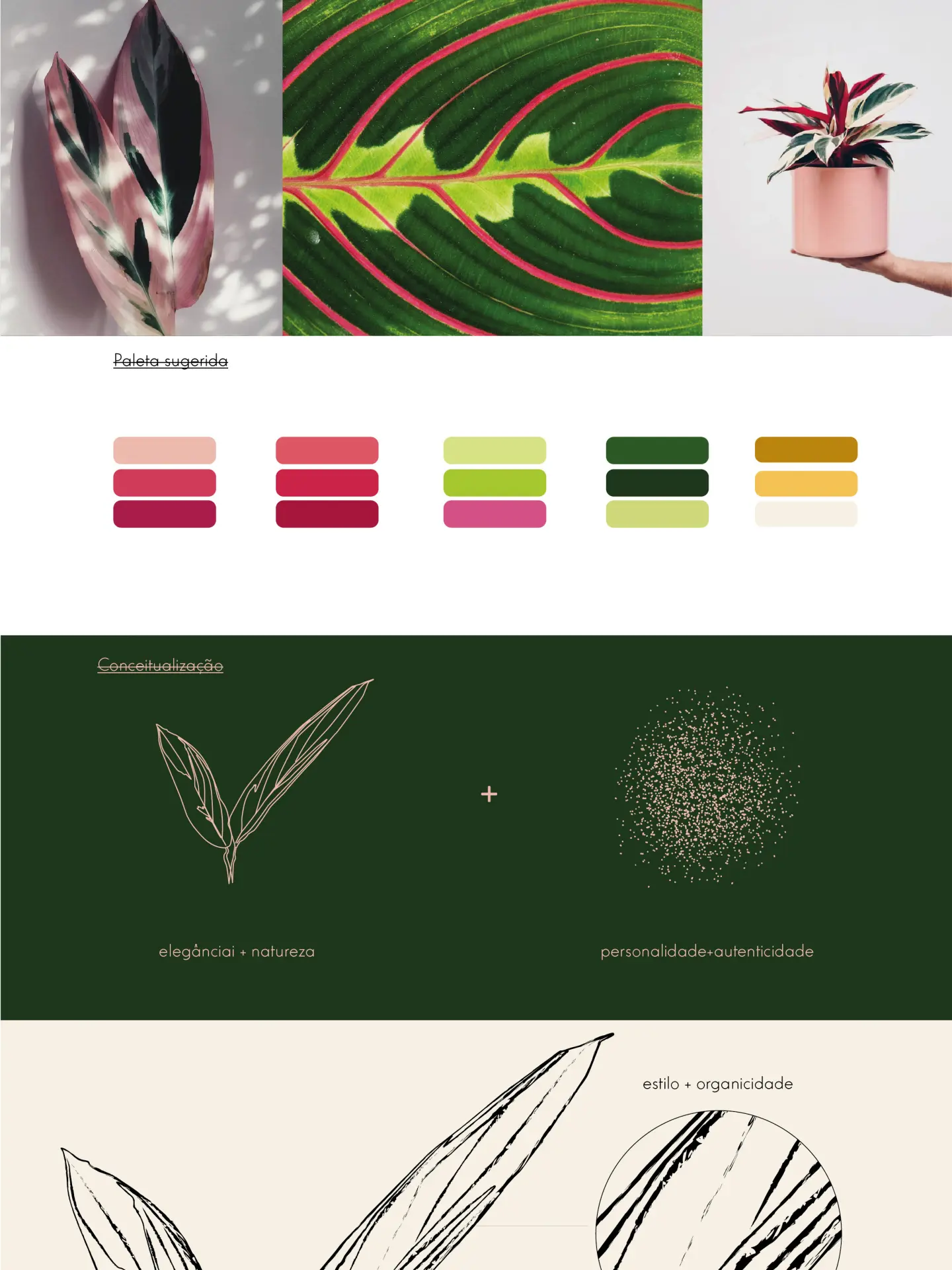 _MARANTA